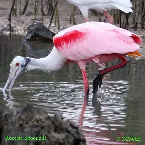 Birds of North America
