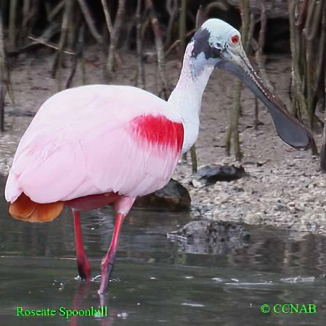 Roseate Spoonbill