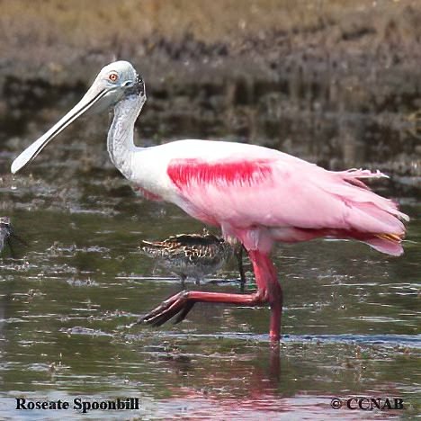 Birds of North America