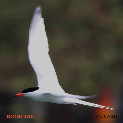 Birds of North America