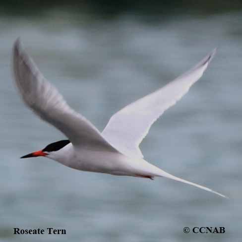 Birds of North America