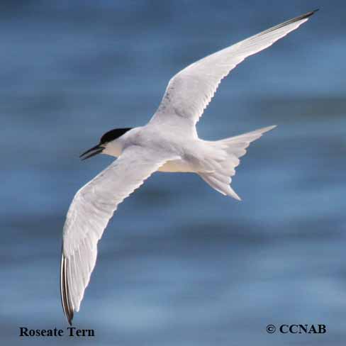 Birds of North America