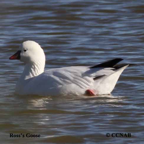 Birds of North America
