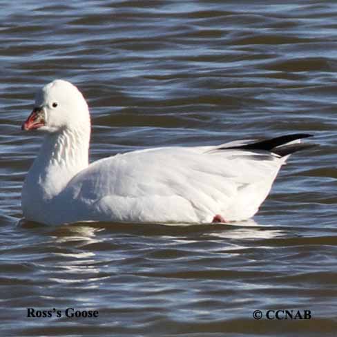 Birds of North America