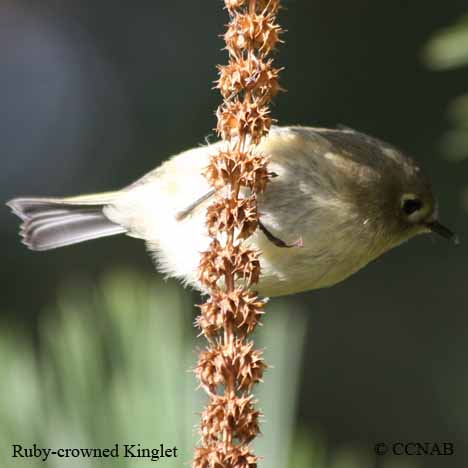 Birds of North America