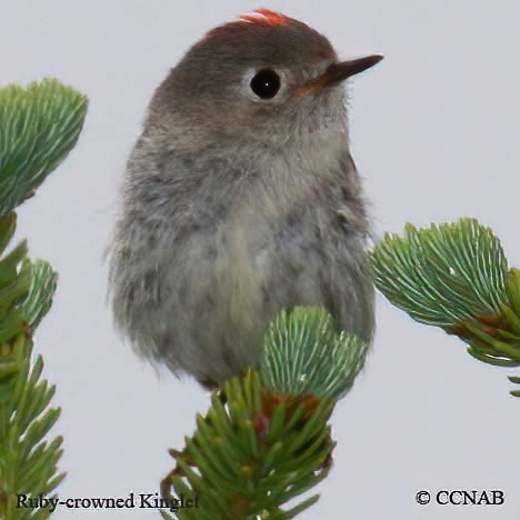 Birds of North America