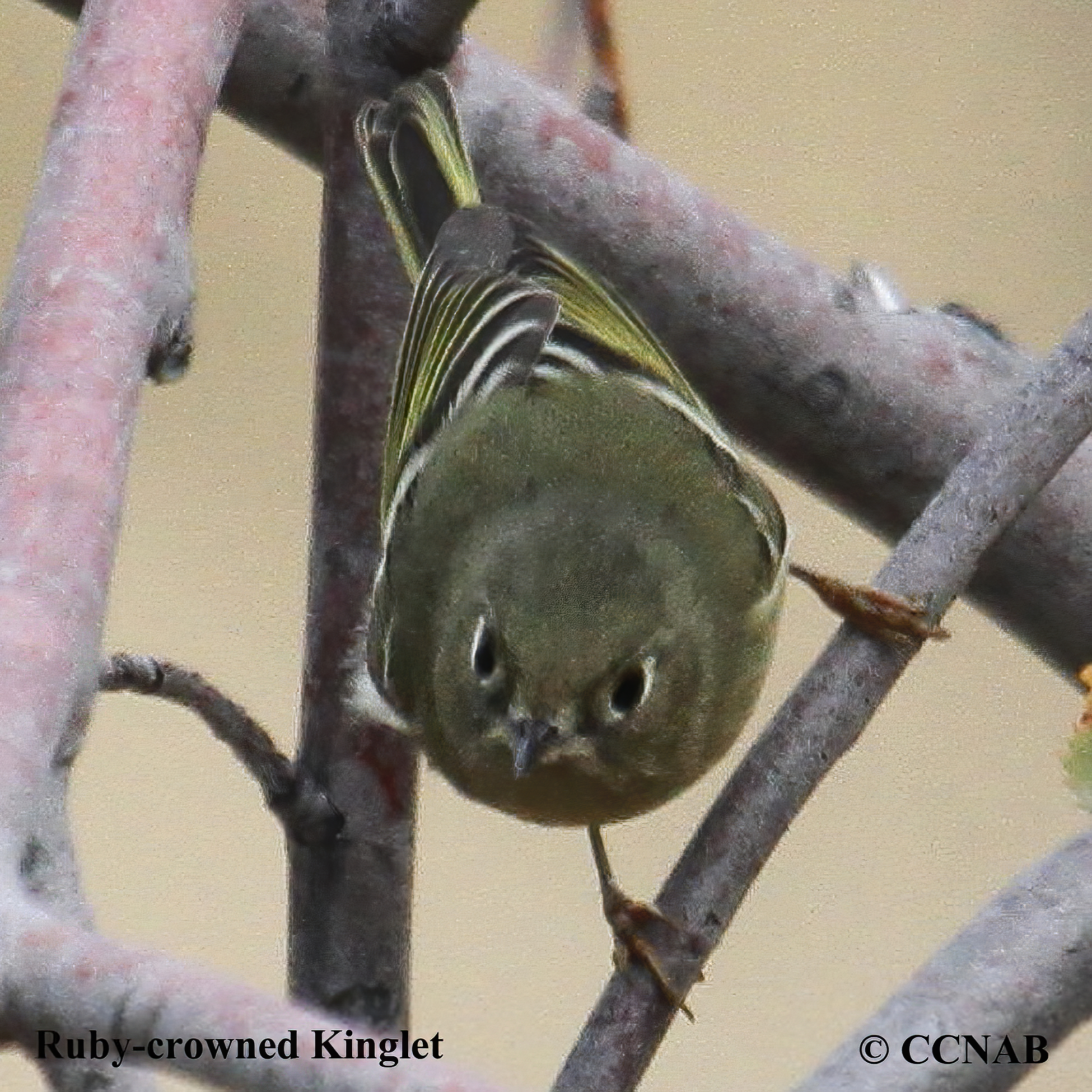 Birds of North America