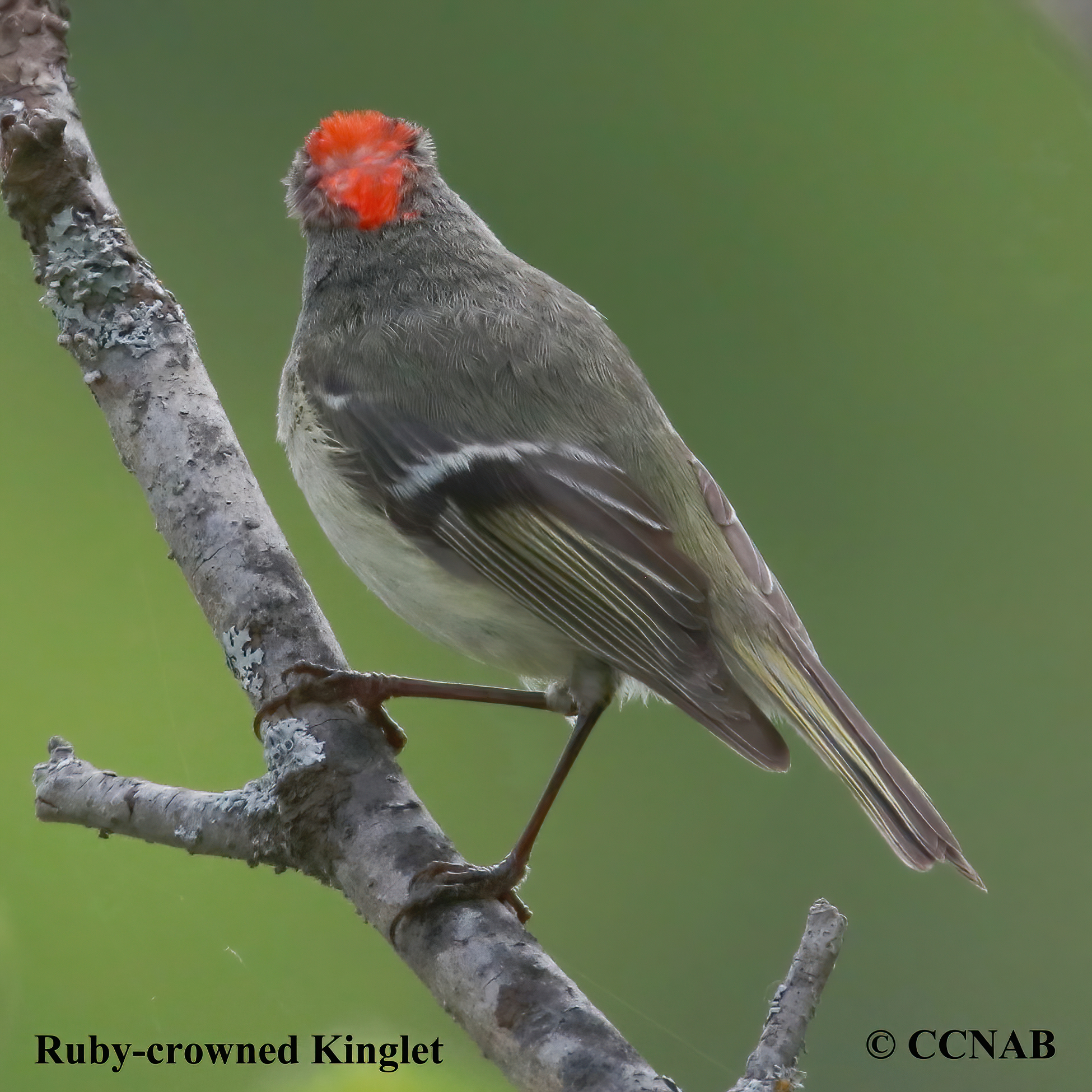 Ruby-crowned Kinglet