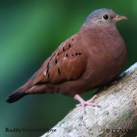 Birds of North America