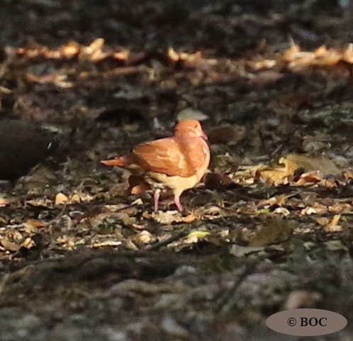 Birds of North America