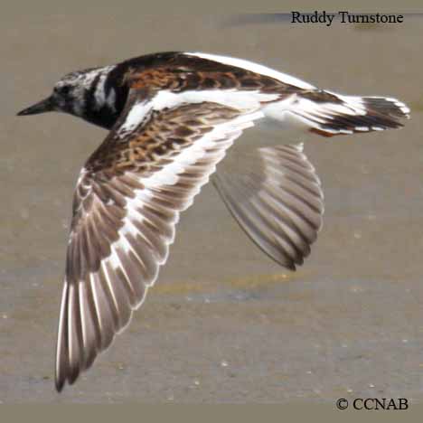 Birds of North America