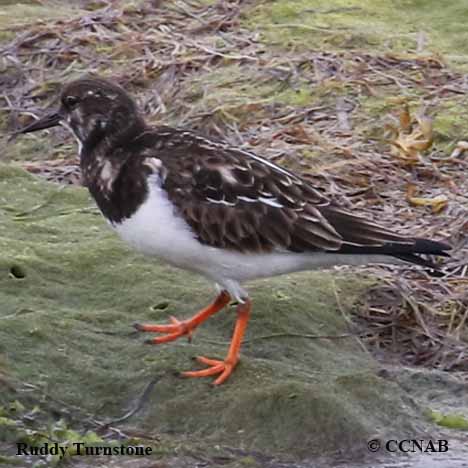 Birds of North America