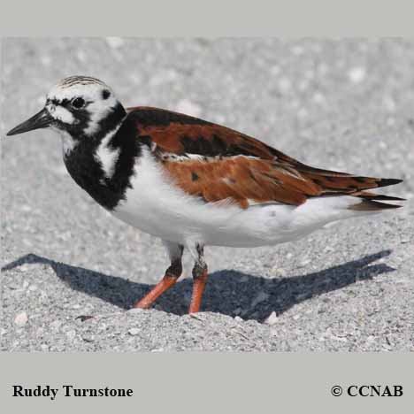 Birds of North America