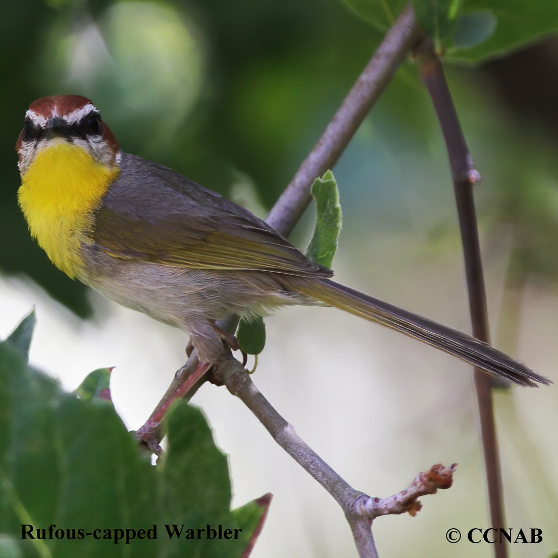 Birds of North America