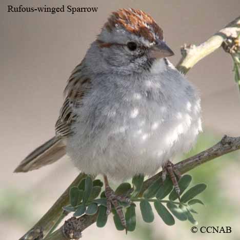 Birds of North America