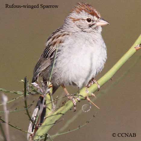 North American sparrows
