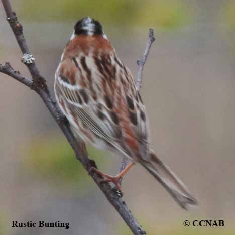 Rustic Bunting (Emberiza rustica)