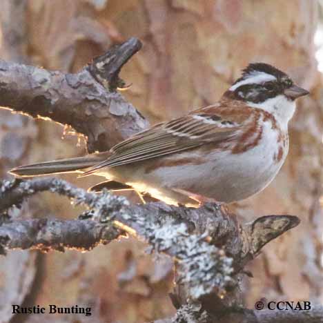 Rustic Bunting