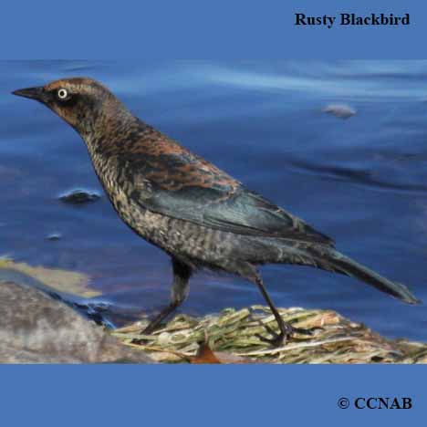 Birds of North America