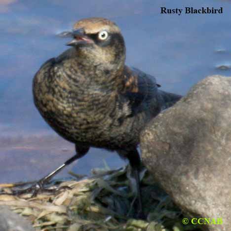 Birds of North America