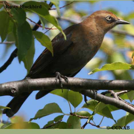Birds of North America