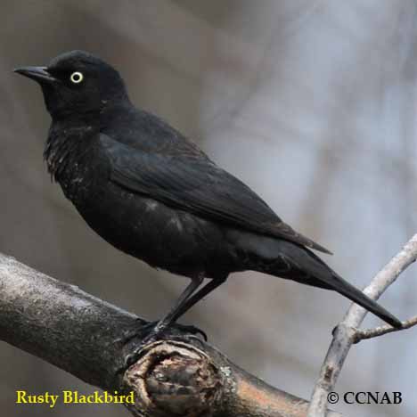 North American Blackbirds