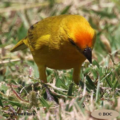 Saffron Finch