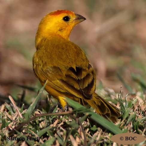 Saffron Finch
