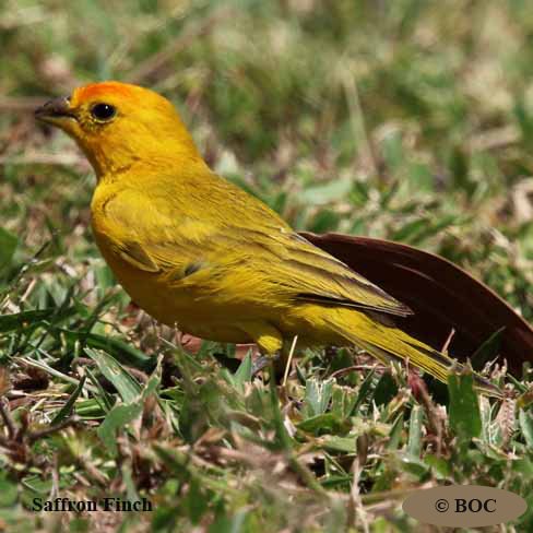Saffron Finch