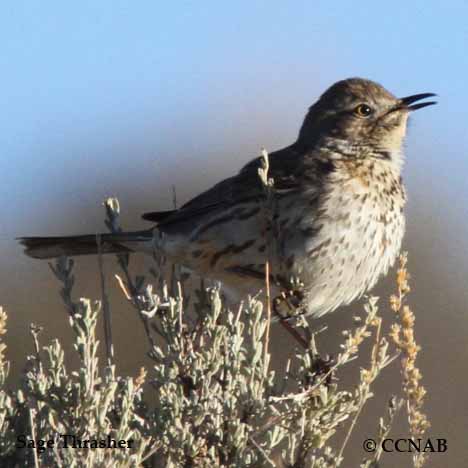Birds of North America