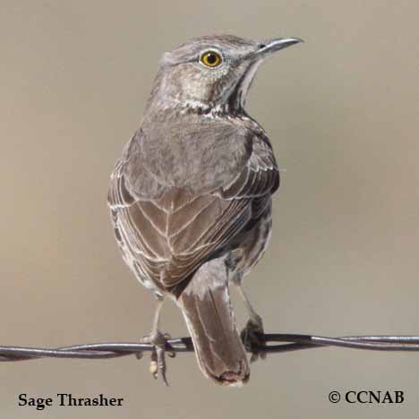 Birds of North America