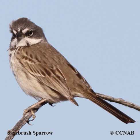 Birds of North America