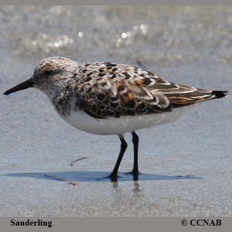 Sanderling
