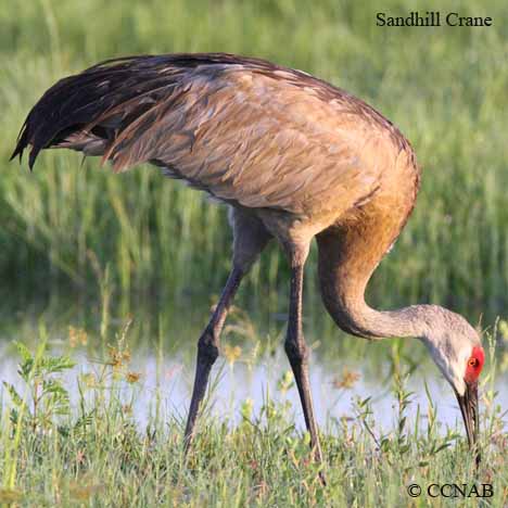 Birds of North America