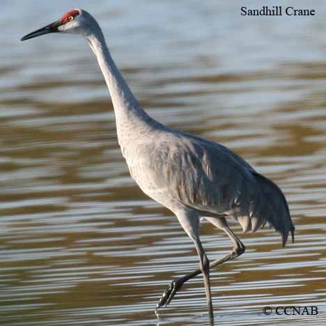 andhill Crane