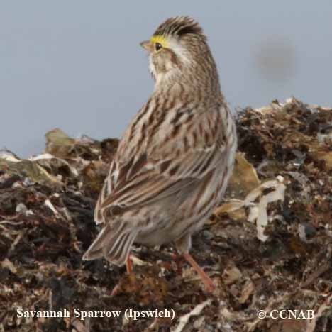 Birds of North America