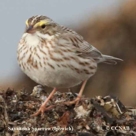 Birds of North America