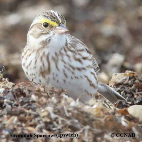 Birds of North America