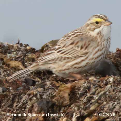 North American Sparrows