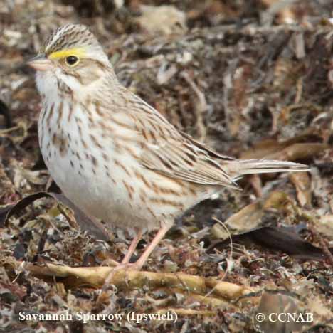 Birds of North America