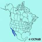 Savannah Sparrow (Large-billed) range map