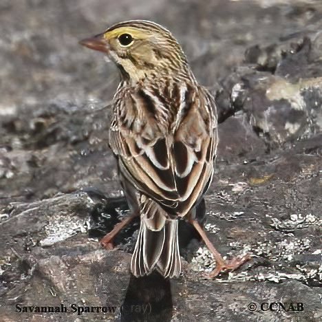 Birds of North America