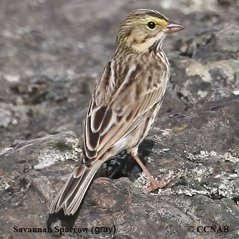 Birds of North America