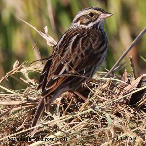 Birds of North America