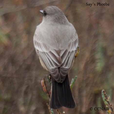 Birds of North America