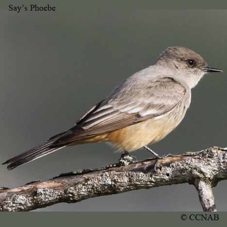 Say's Phoebe