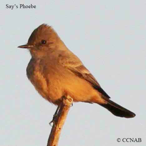 Birds of North America