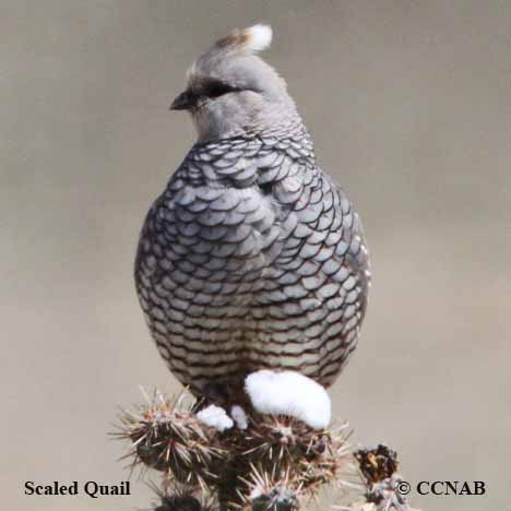 Birds of North America