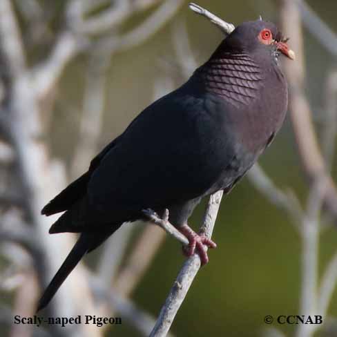 Birds of North America