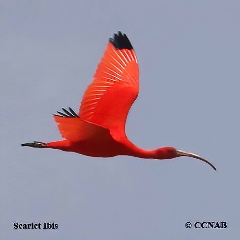 Birds of North America